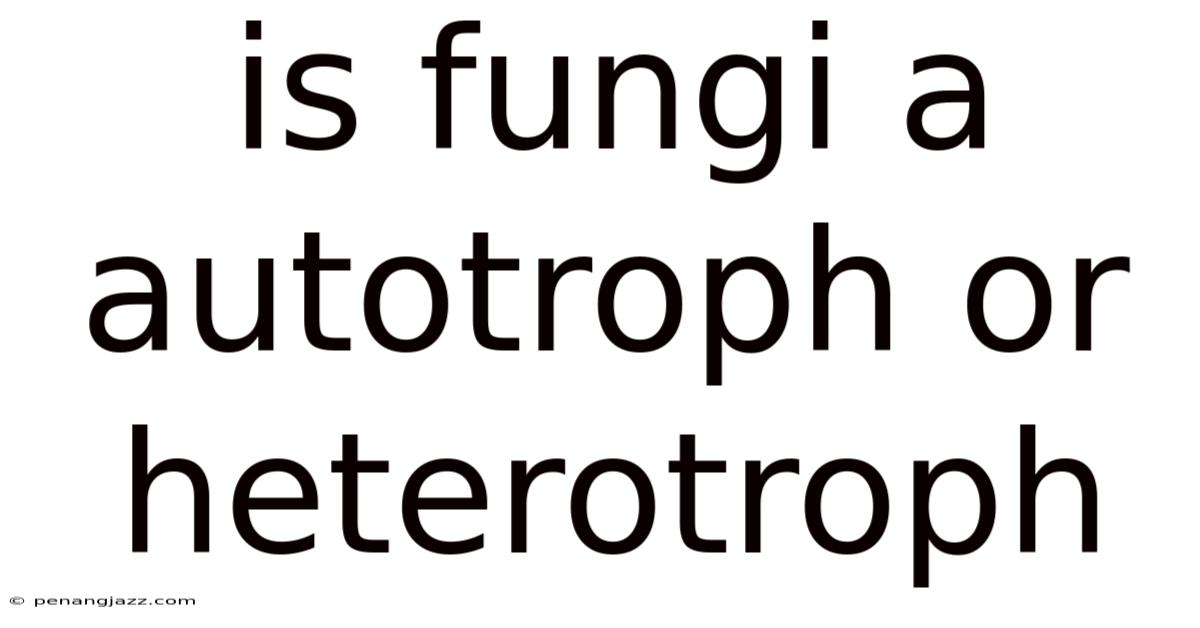 Is Fungi A Autotroph Or Heterotroph