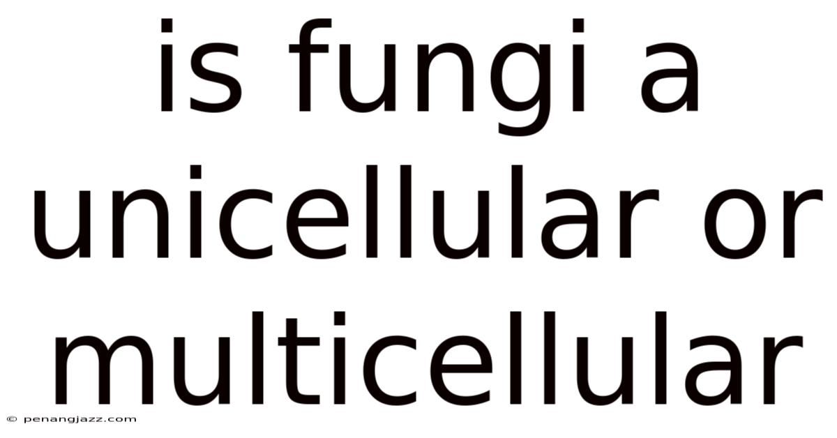 Is Fungi A Unicellular Or Multicellular