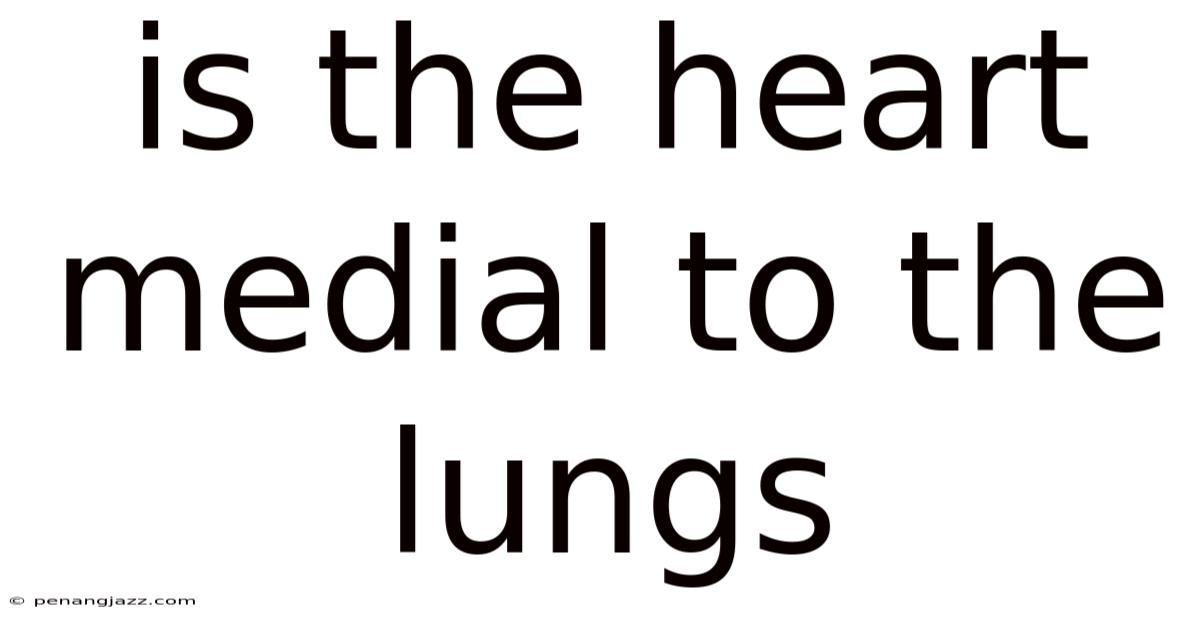 Is The Heart Medial To The Lungs