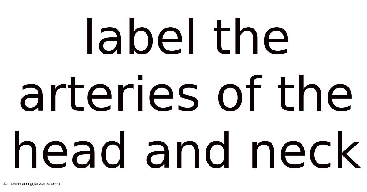 Label The Arteries Of The Head And Neck