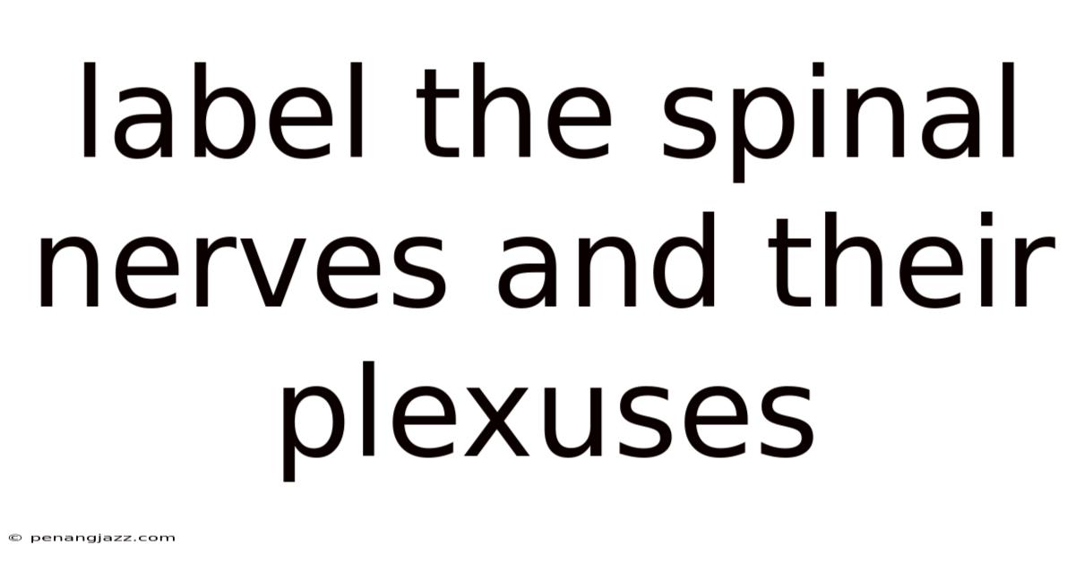 Label The Spinal Nerves And Their Plexuses