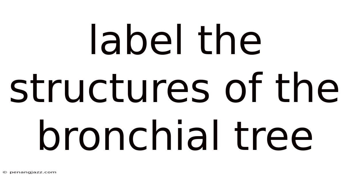 Label The Structures Of The Bronchial Tree