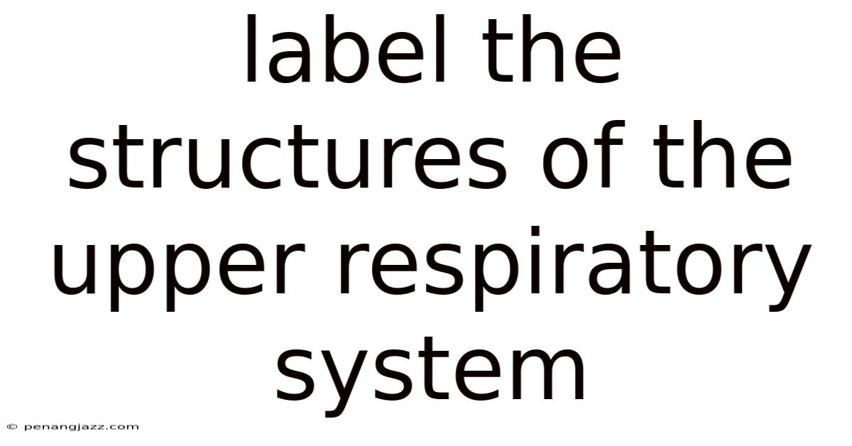 Label The Structures Of The Upper Respiratory System