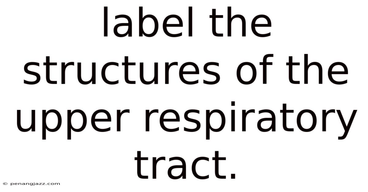 Label The Structures Of The Upper Respiratory Tract.