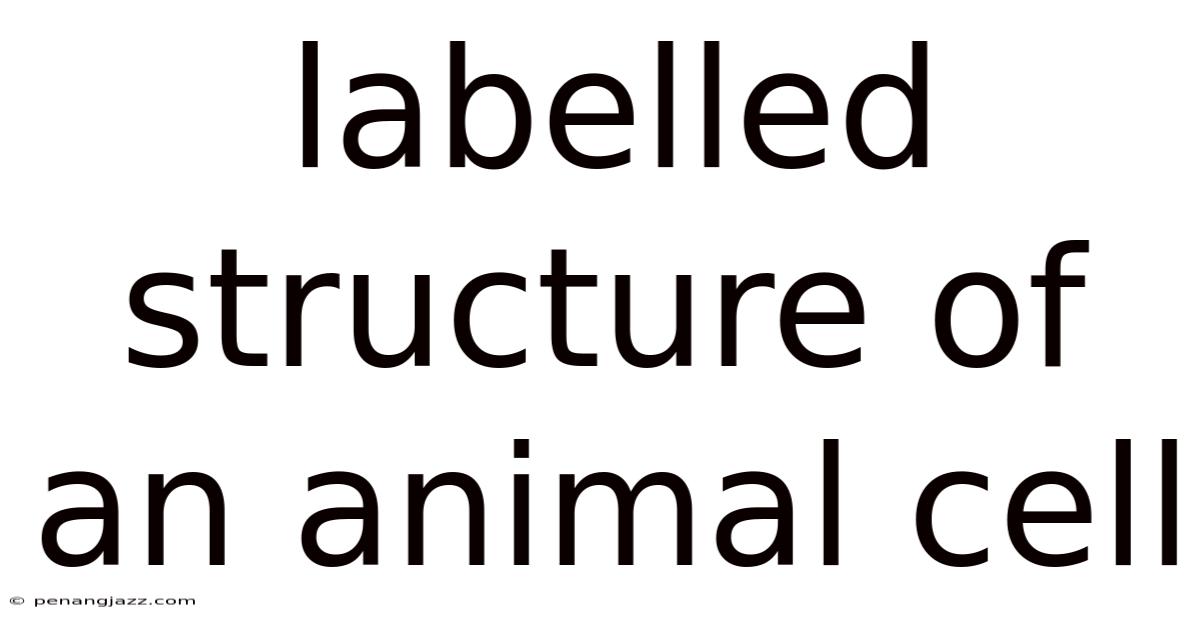Labelled Structure Of An Animal Cell