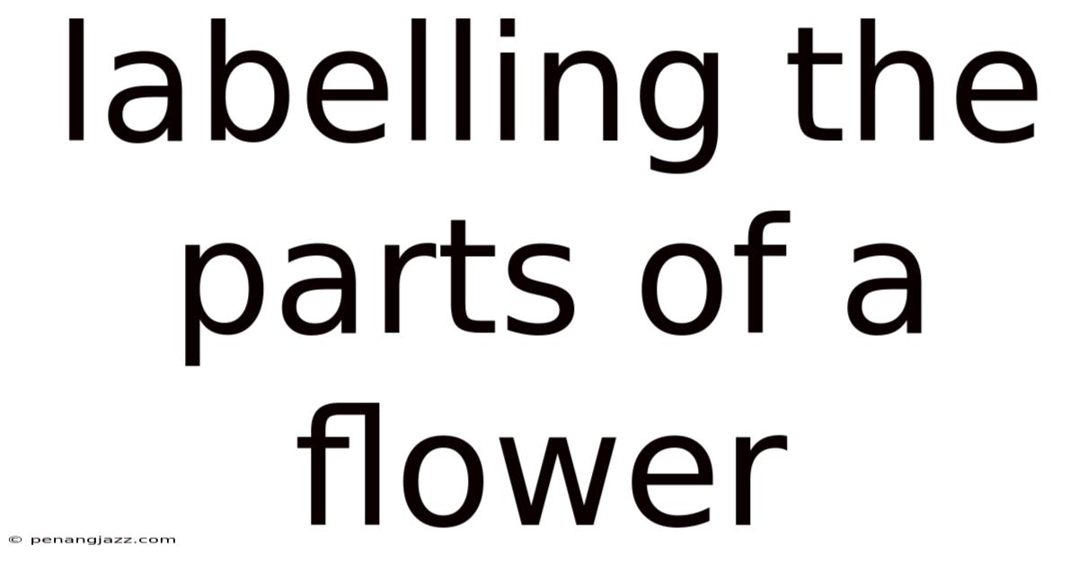 Labelling The Parts Of A Flower