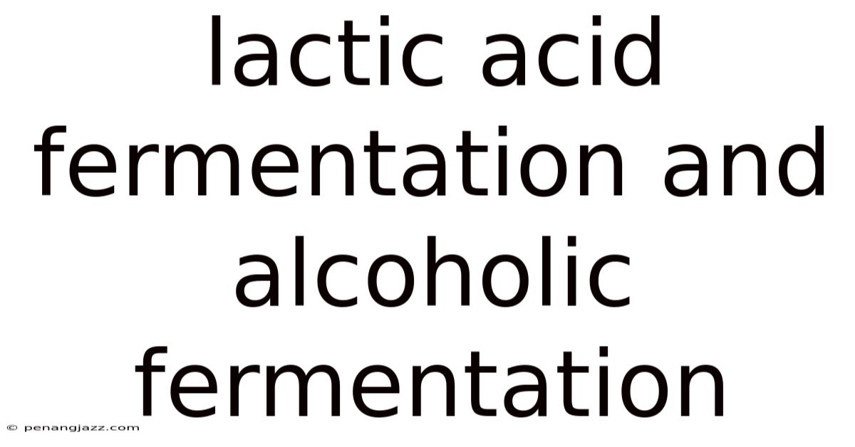 Lactic Acid Fermentation And Alcoholic Fermentation