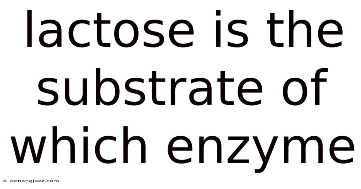 Lactose Is The Substrate Of Which Enzyme