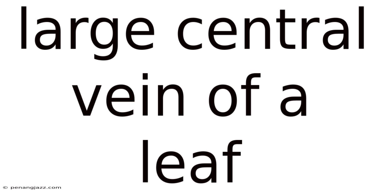 Large Central Vein Of A Leaf