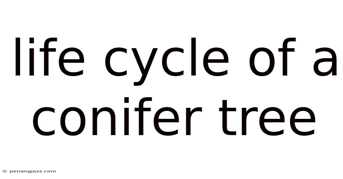 Life Cycle Of A Conifer Tree
