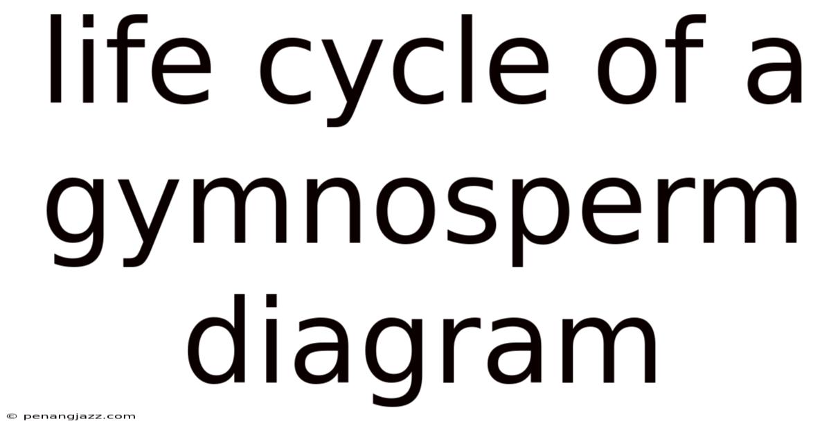 Life Cycle Of A Gymnosperm Diagram