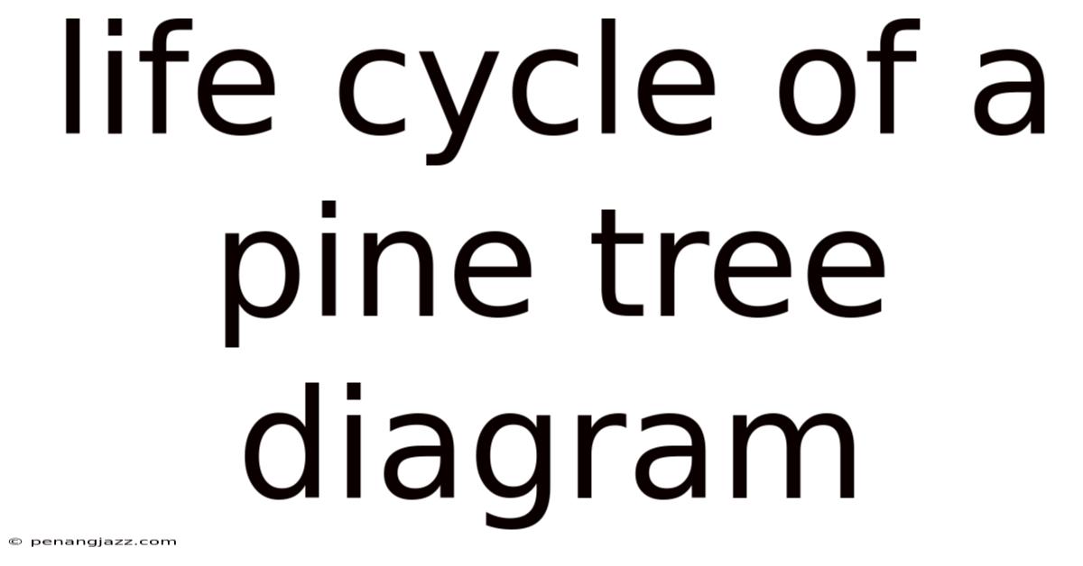 Life Cycle Of A Pine Tree Diagram