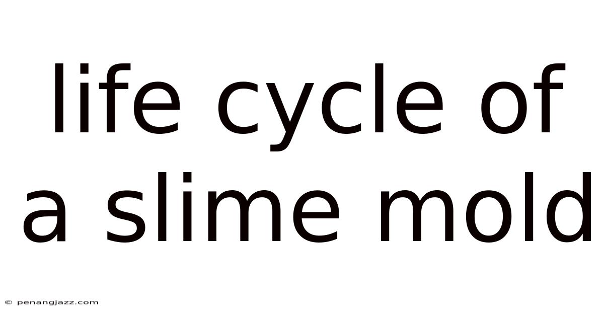 Life Cycle Of A Slime Mold