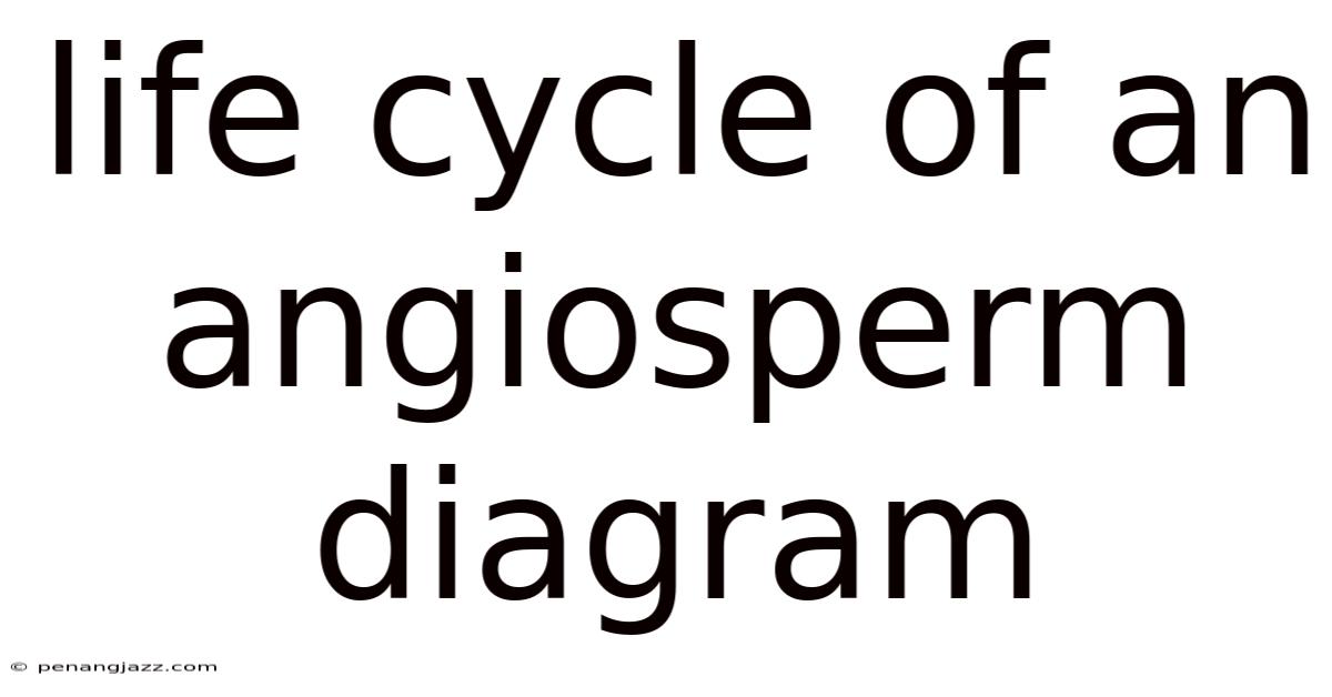 Life Cycle Of An Angiosperm Diagram