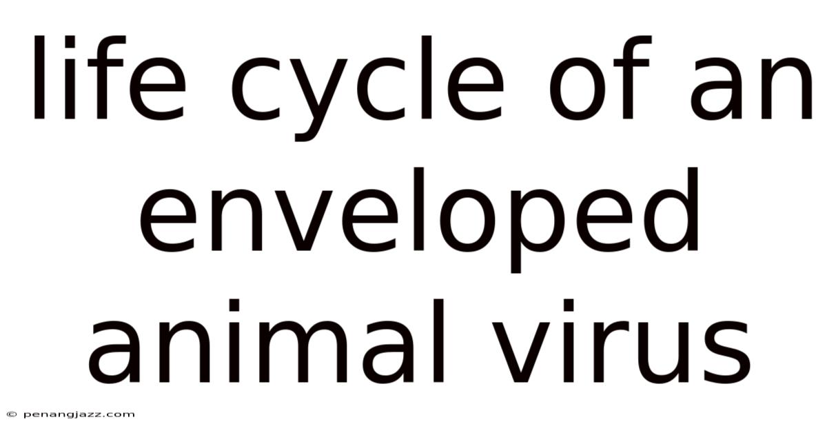 Life Cycle Of An Enveloped Animal Virus