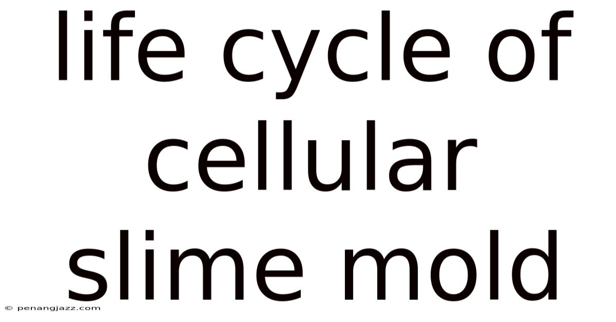Life Cycle Of Cellular Slime Mold
