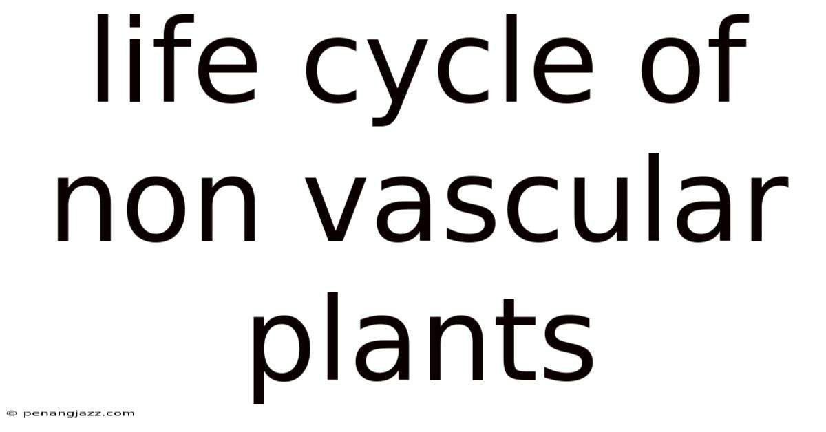 Life Cycle Of Non Vascular Plants