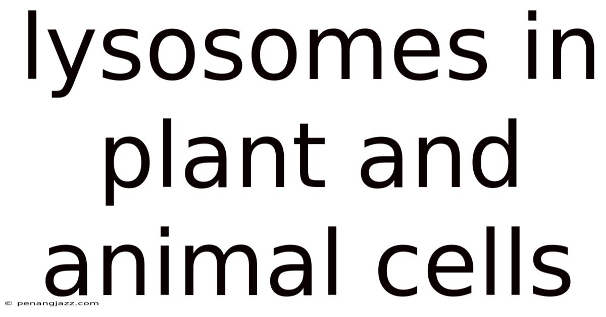Lysosomes In Plant And Animal Cells