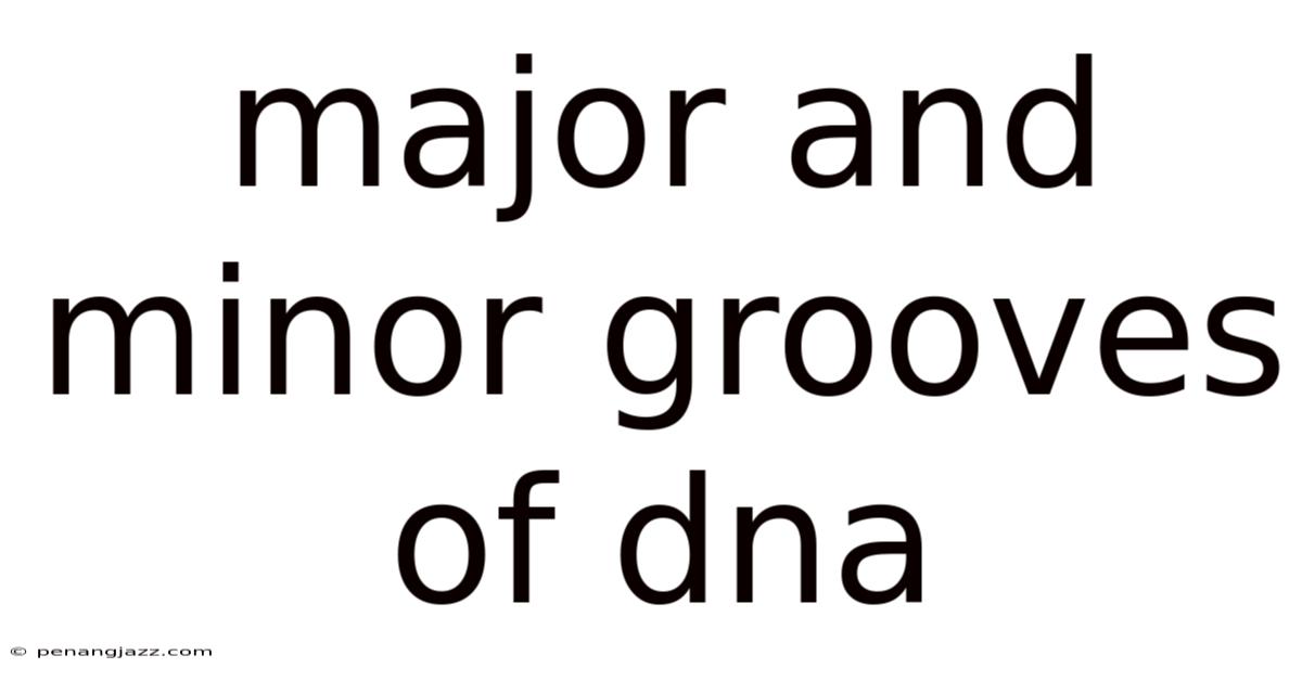 Major And Minor Grooves Of Dna