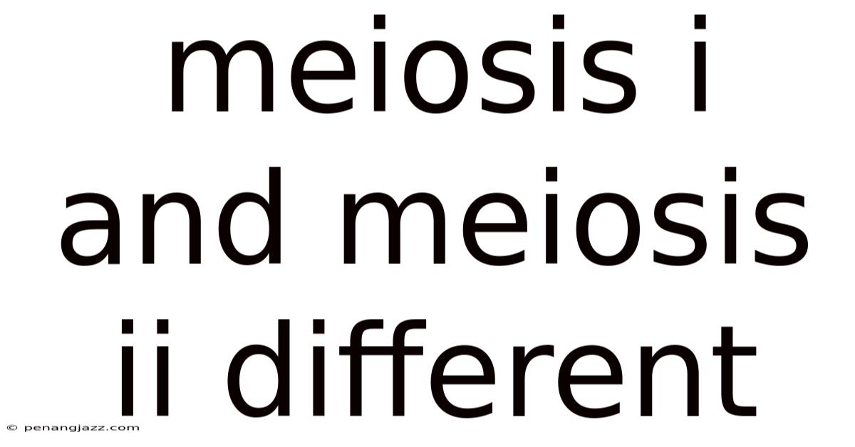 Meiosis I And Meiosis Ii Different