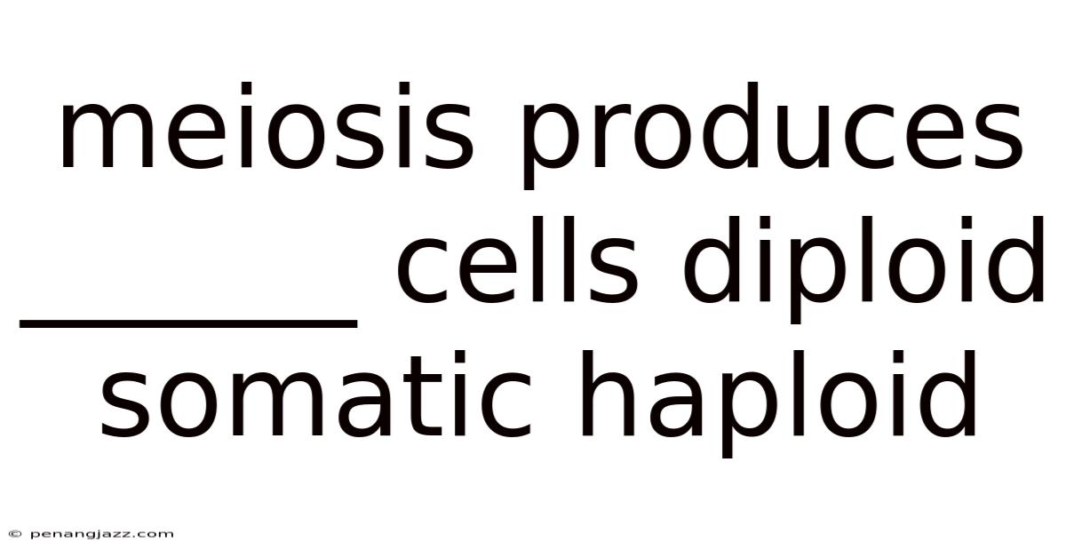 Meiosis Produces ______ Cells Diploid Somatic Haploid