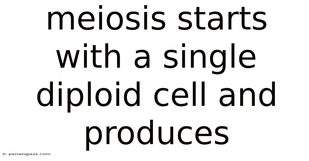 Meiosis Starts With A Single Diploid Cell And Produces
