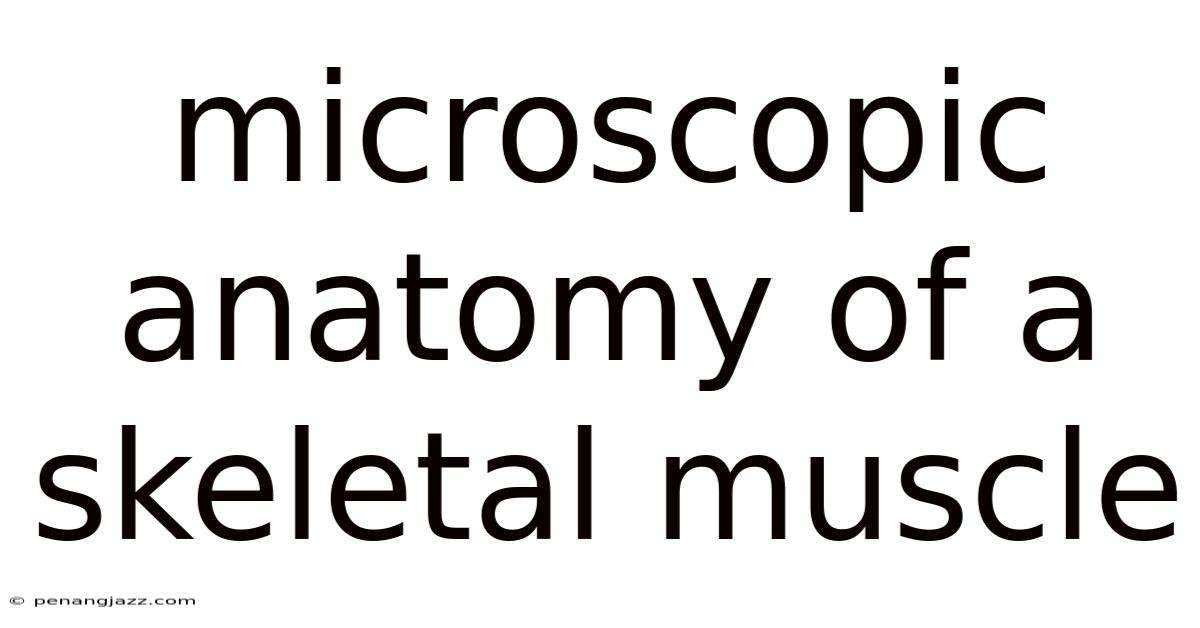 Microscopic Anatomy Of A Skeletal Muscle