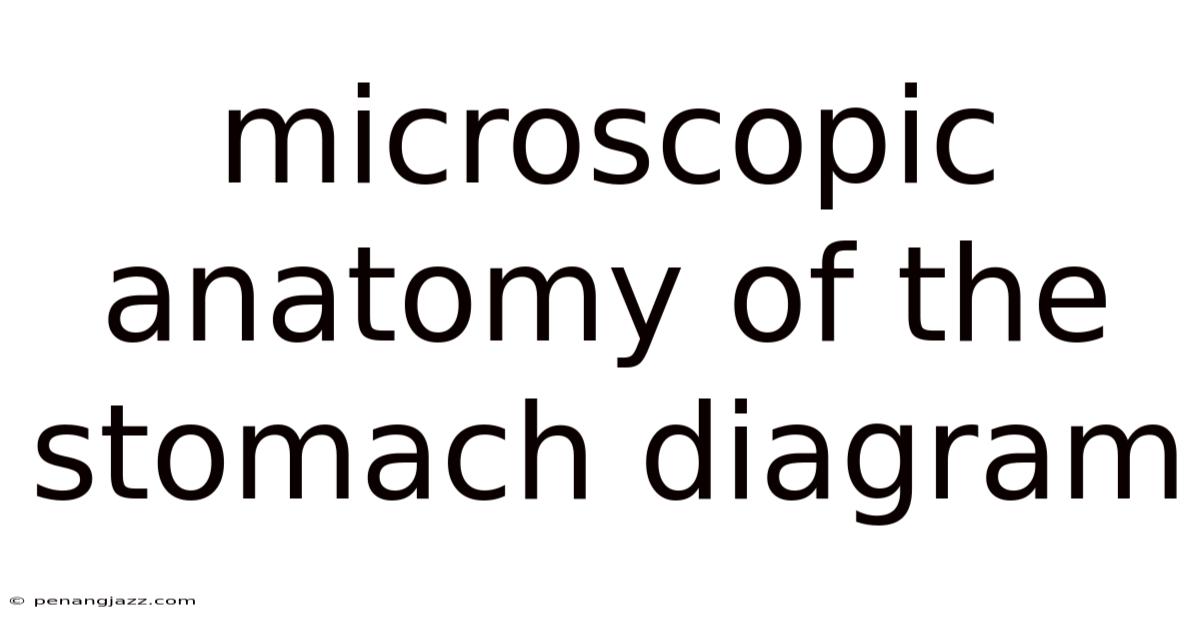 Microscopic Anatomy Of The Stomach Diagram