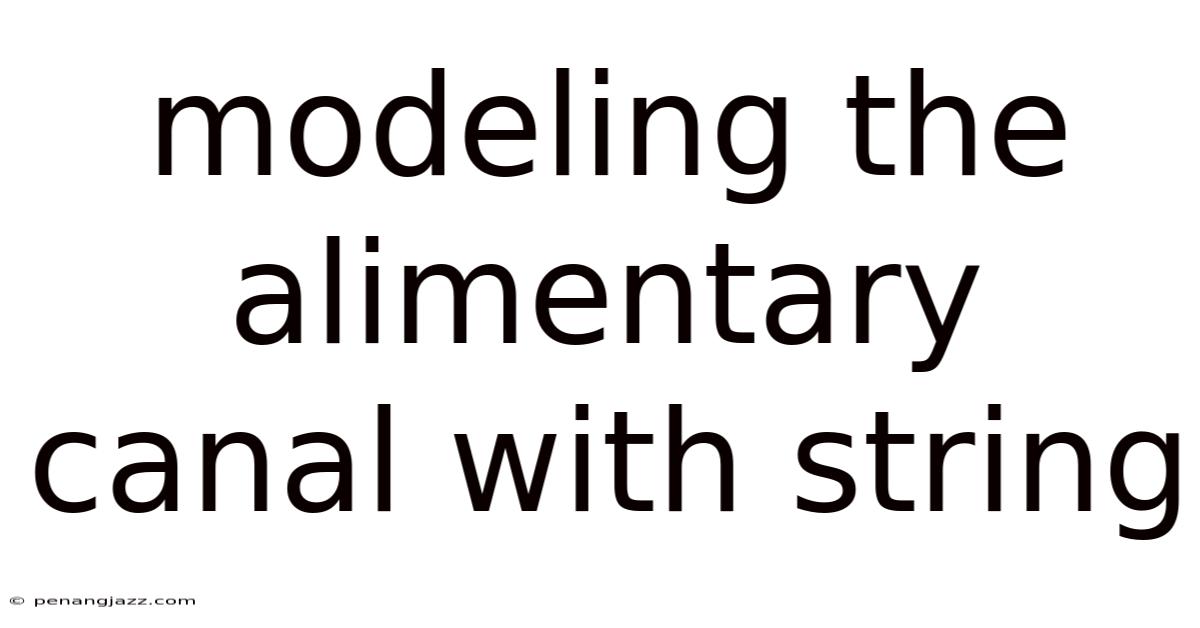 Modeling The Alimentary Canal With String
