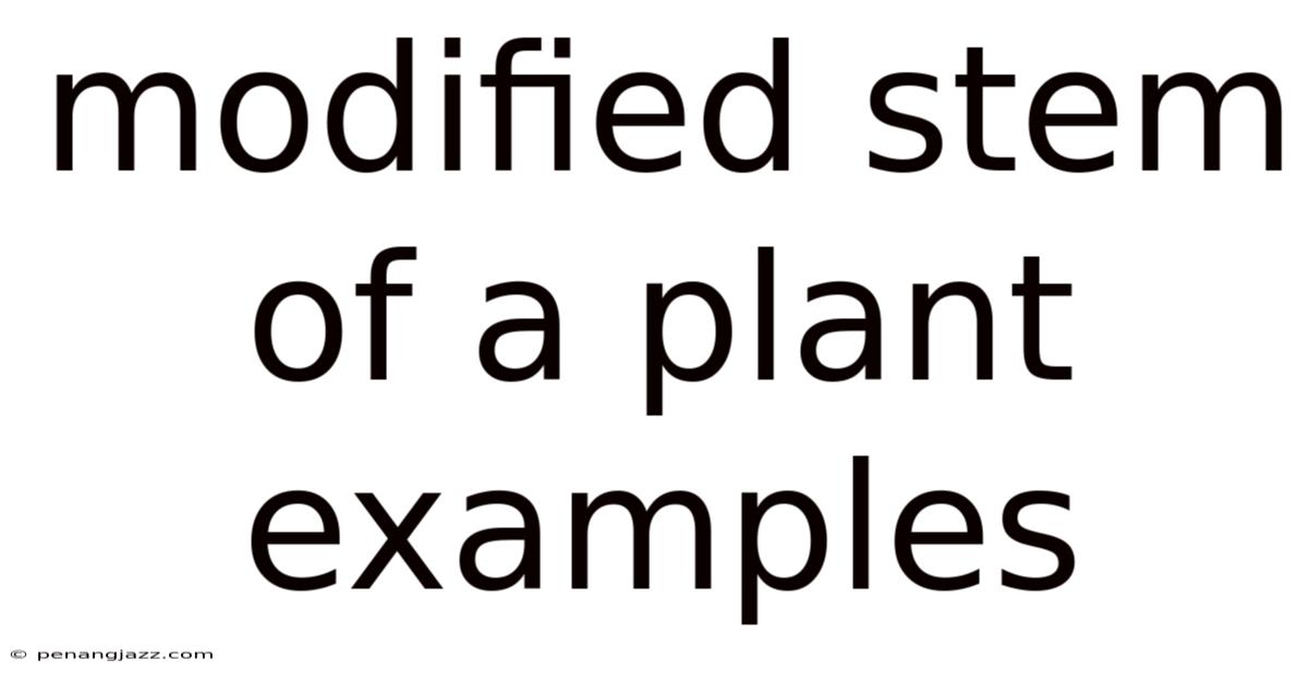 Modified Stem Of A Plant Examples