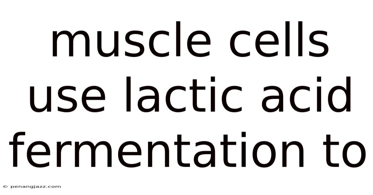Muscle Cells Use Lactic Acid Fermentation To
