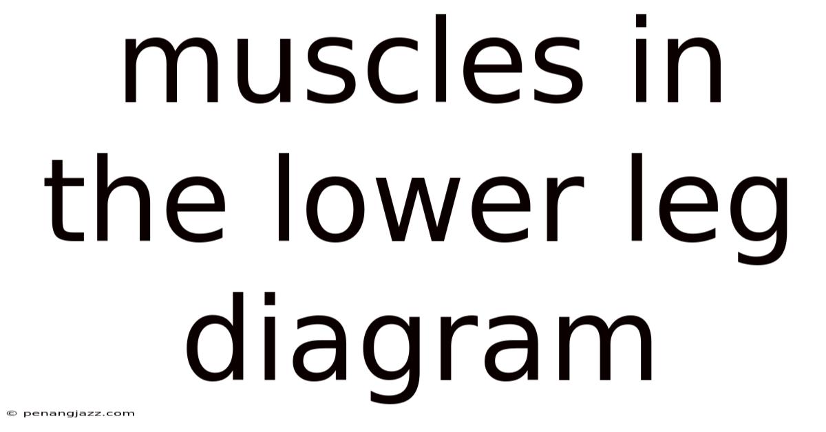 Muscles In The Lower Leg Diagram