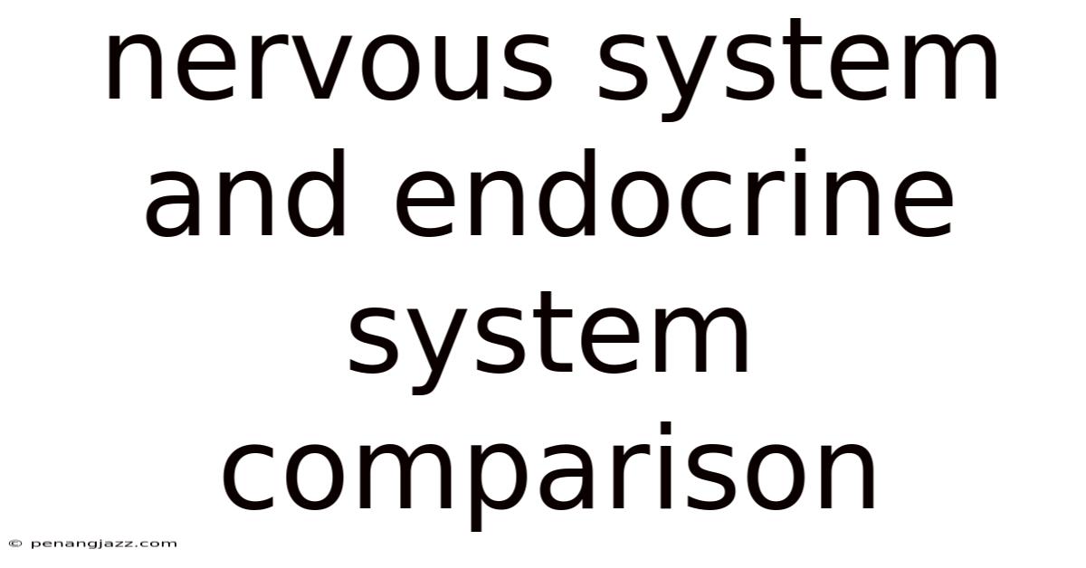Nervous System And Endocrine System Comparison