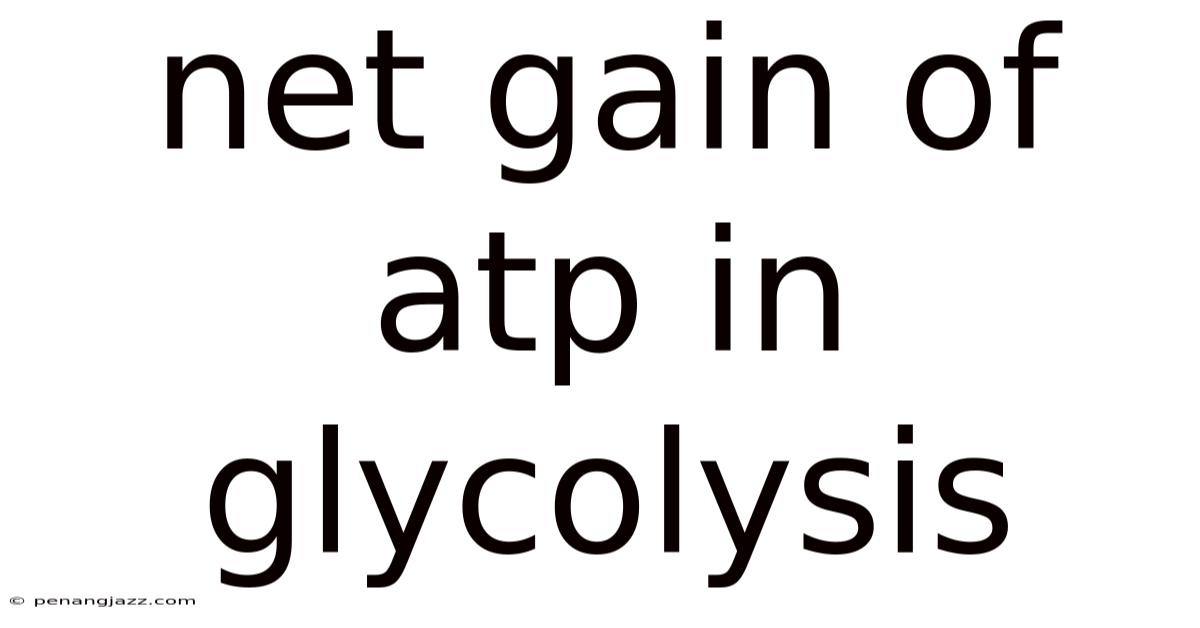 Net Gain Of Atp In Glycolysis