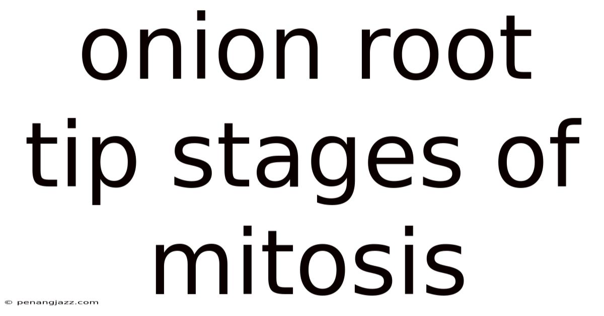 Onion Root Tip Stages Of Mitosis