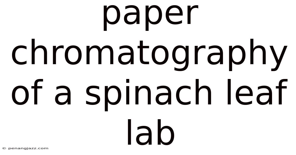 Paper Chromatography Of A Spinach Leaf Lab