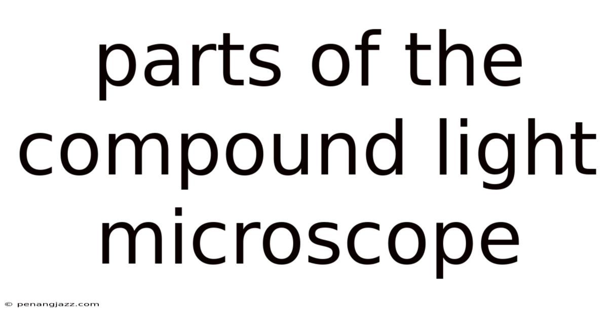 Parts Of The Compound Light Microscope