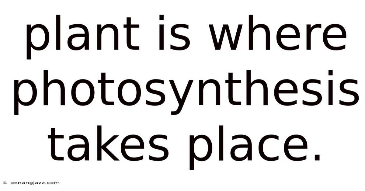 Plant Is Where Photosynthesis Takes Place.