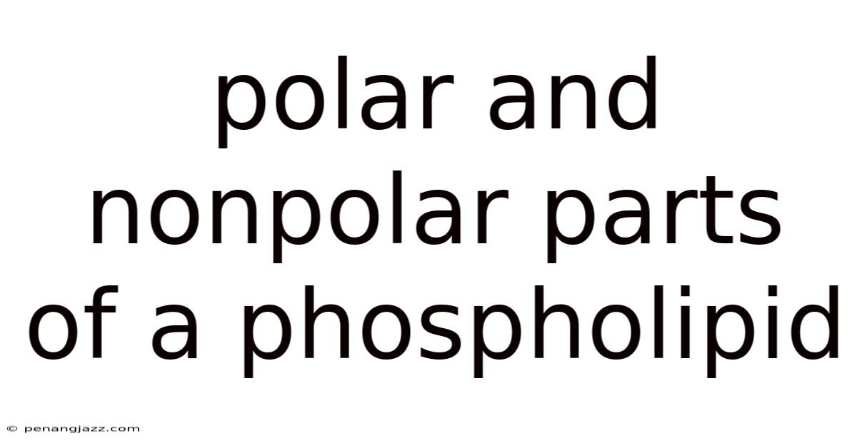 Polar And Nonpolar Parts Of A Phospholipid