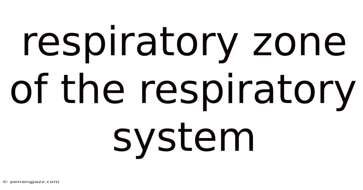 Respiratory Zone Of The Respiratory System