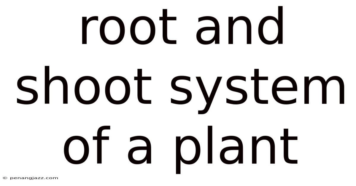 Root And Shoot System Of A Plant