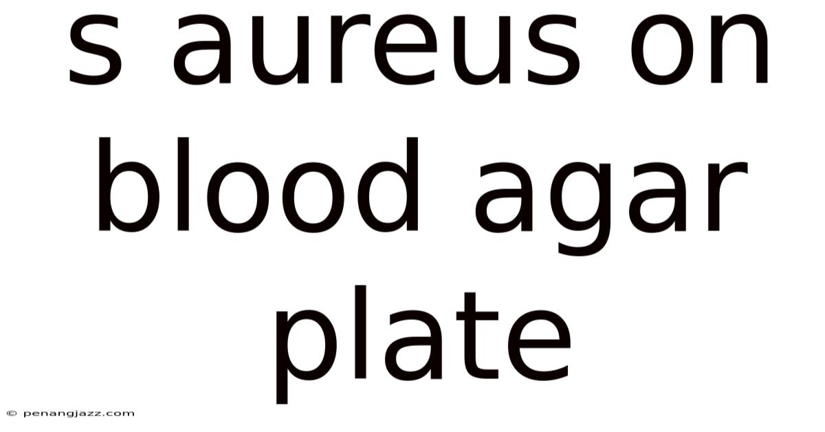 S Aureus On Blood Agar Plate