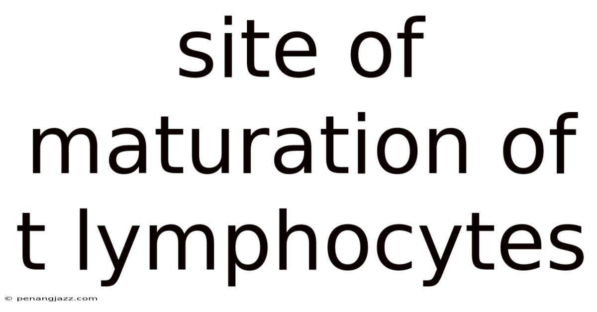 Site Of Maturation Of T Lymphocytes