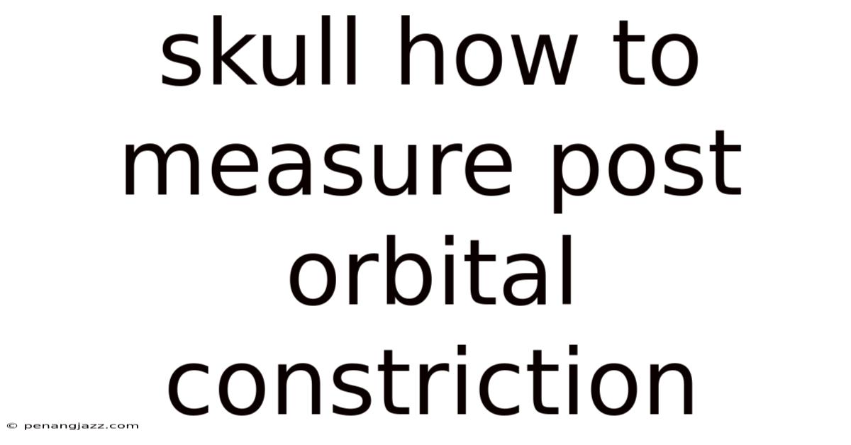 Skull How To Measure Post Orbital Constriction