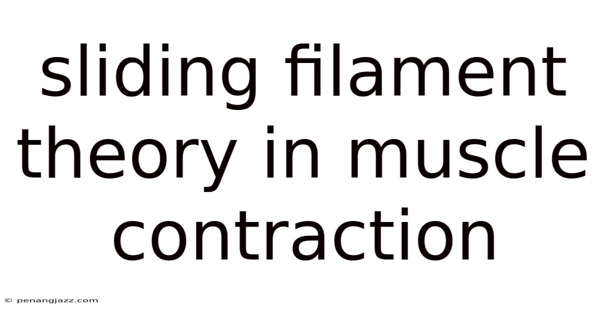 Sliding Filament Theory In Muscle Contraction