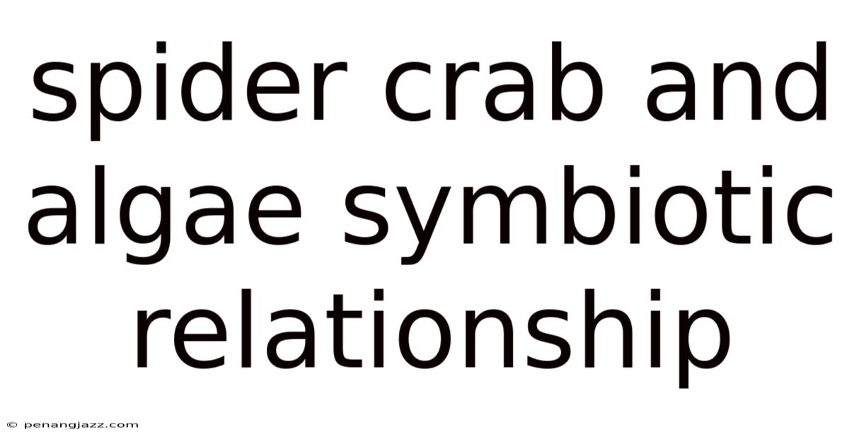 Spider Crab And Algae Symbiotic Relationship