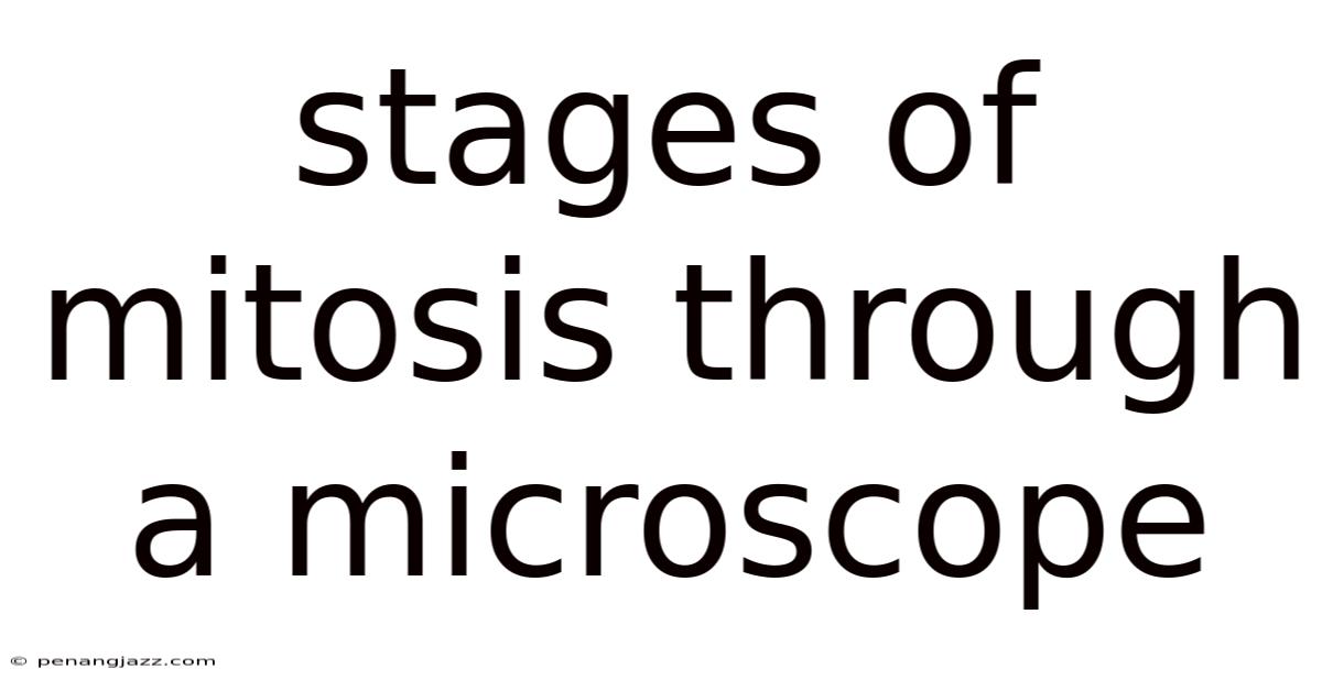 Stages Of Mitosis Through A Microscope