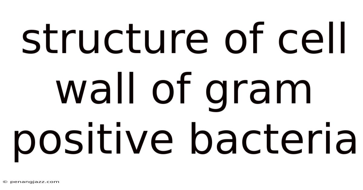 Structure Of Cell Wall Of Gram Positive Bacteria