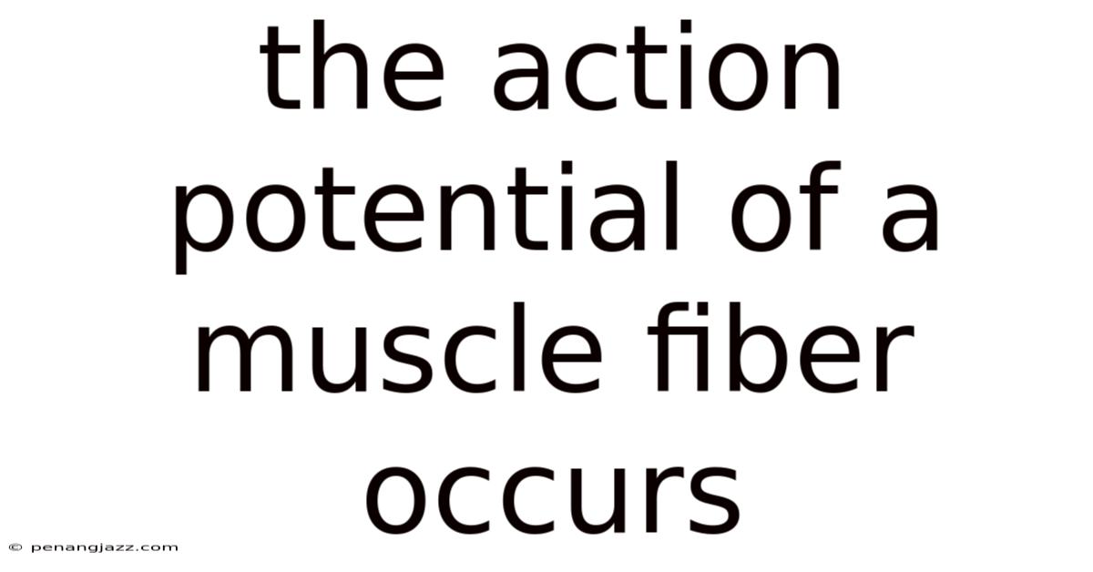 The Action Potential Of A Muscle Fiber Occurs