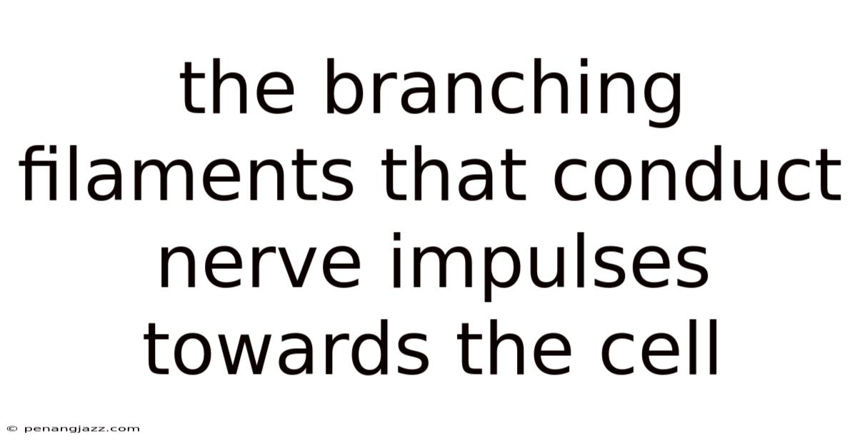 The Branching Filaments That Conduct Nerve Impulses Towards The Cell